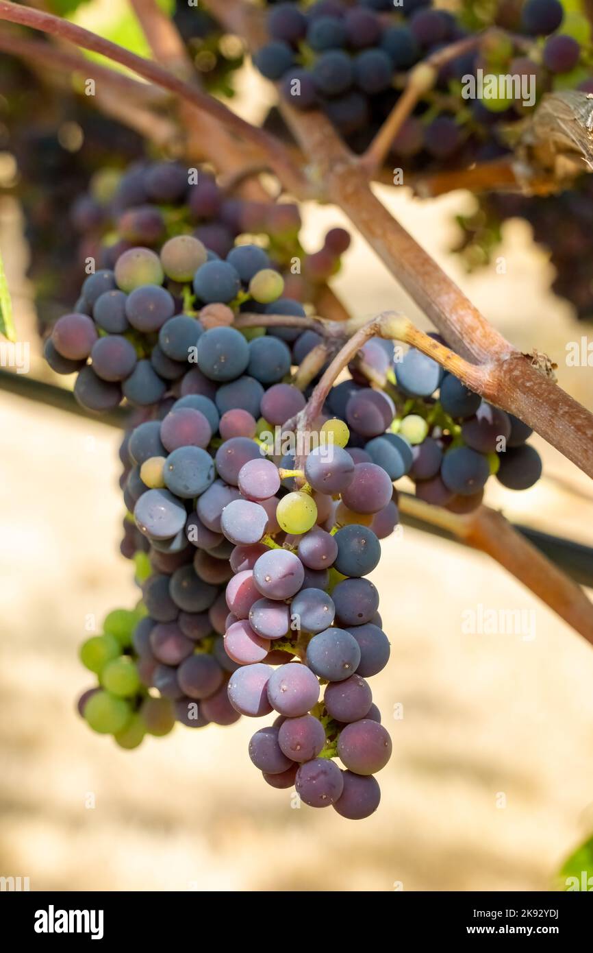 Port Townsend, Washington, USA. Maréchal Foch grapes growing on the