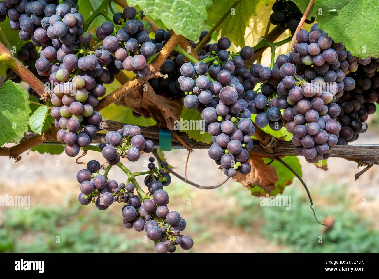 Port Townsend, Washington, USA. Maréchal Foch grapes growing on the