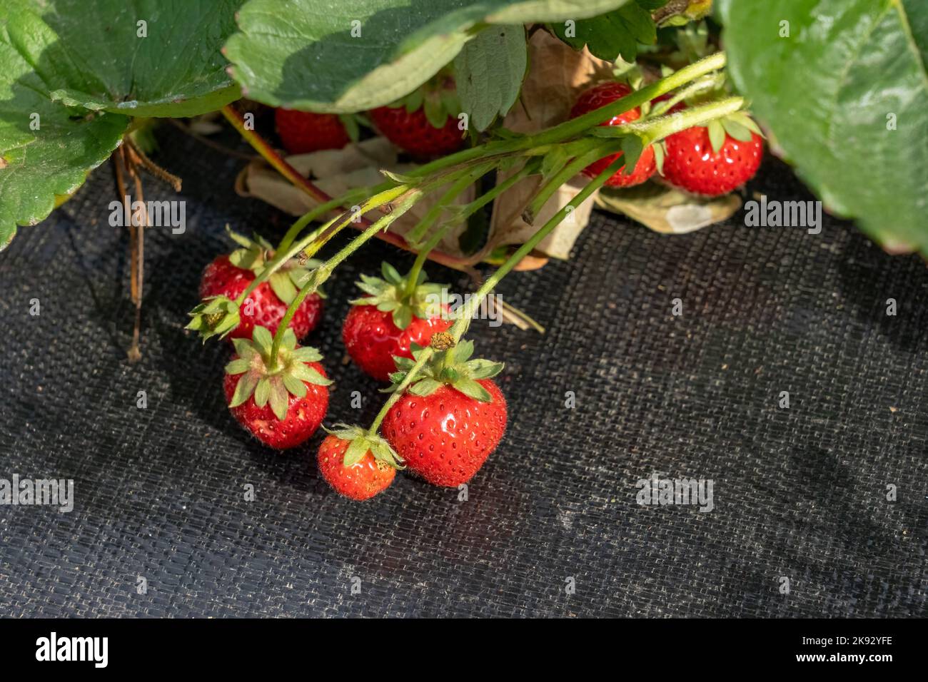 Port Townsend, Washington, USA. Ripe everbearing strawberries growing