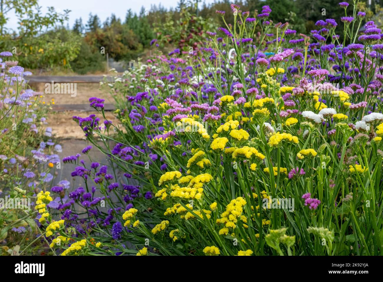 Port Townsend, Washington, USA.   Statice (Limonium sinuatum) flowers for sale to cut in a commercial flower garden Stock Photo