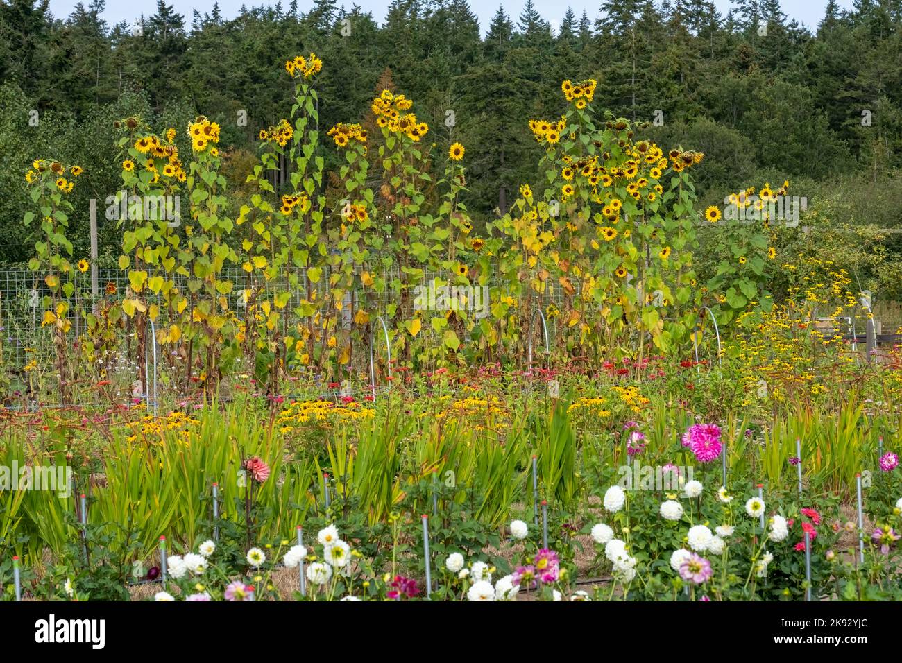 Port Townsend, Washington, USA. Sunflowers, dahlias and blackeyed