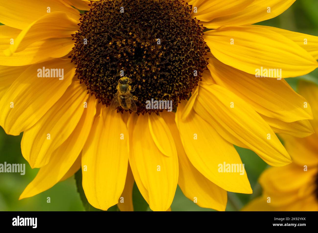 Port Townsend, Washington, USA.  Close-up of honeybee pollinating a sunflower Stock Photo