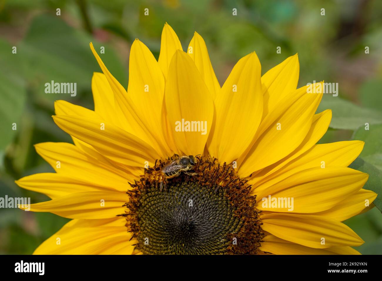 Port Townsend, Washington, USA.  Close-up of honeybee pollinating a sunflower Stock Photo