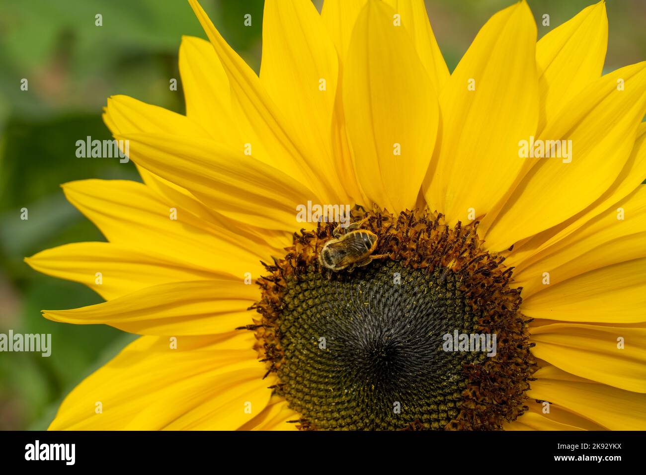 Port Townsend, Washington, USA.  Close-up of honeybee pollinating a sunflower Stock Photo