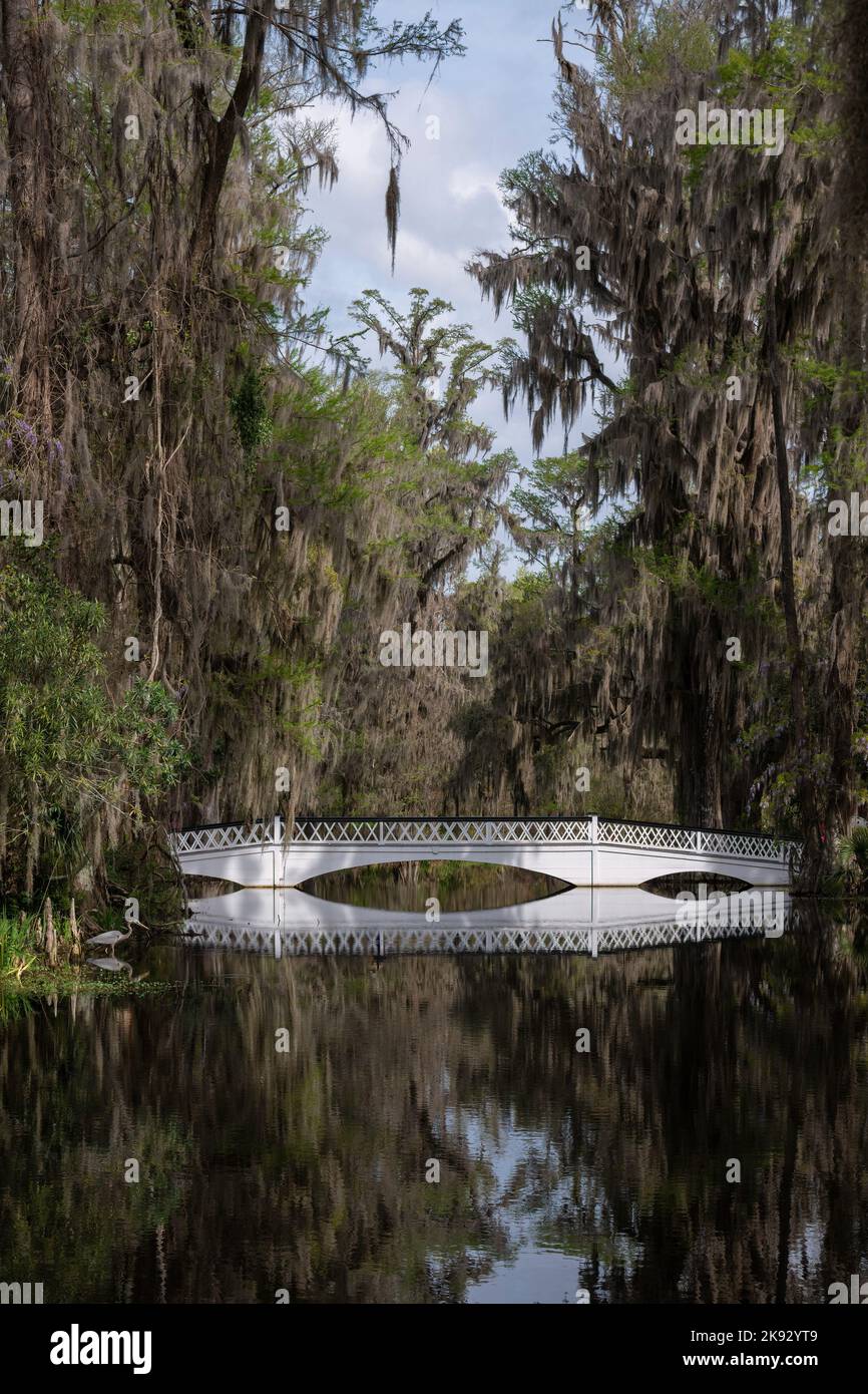 White bridge reflected in the water of a swamp surrounded by trees covered in Spanish Moss with Great Blue Heron Stock Photo
