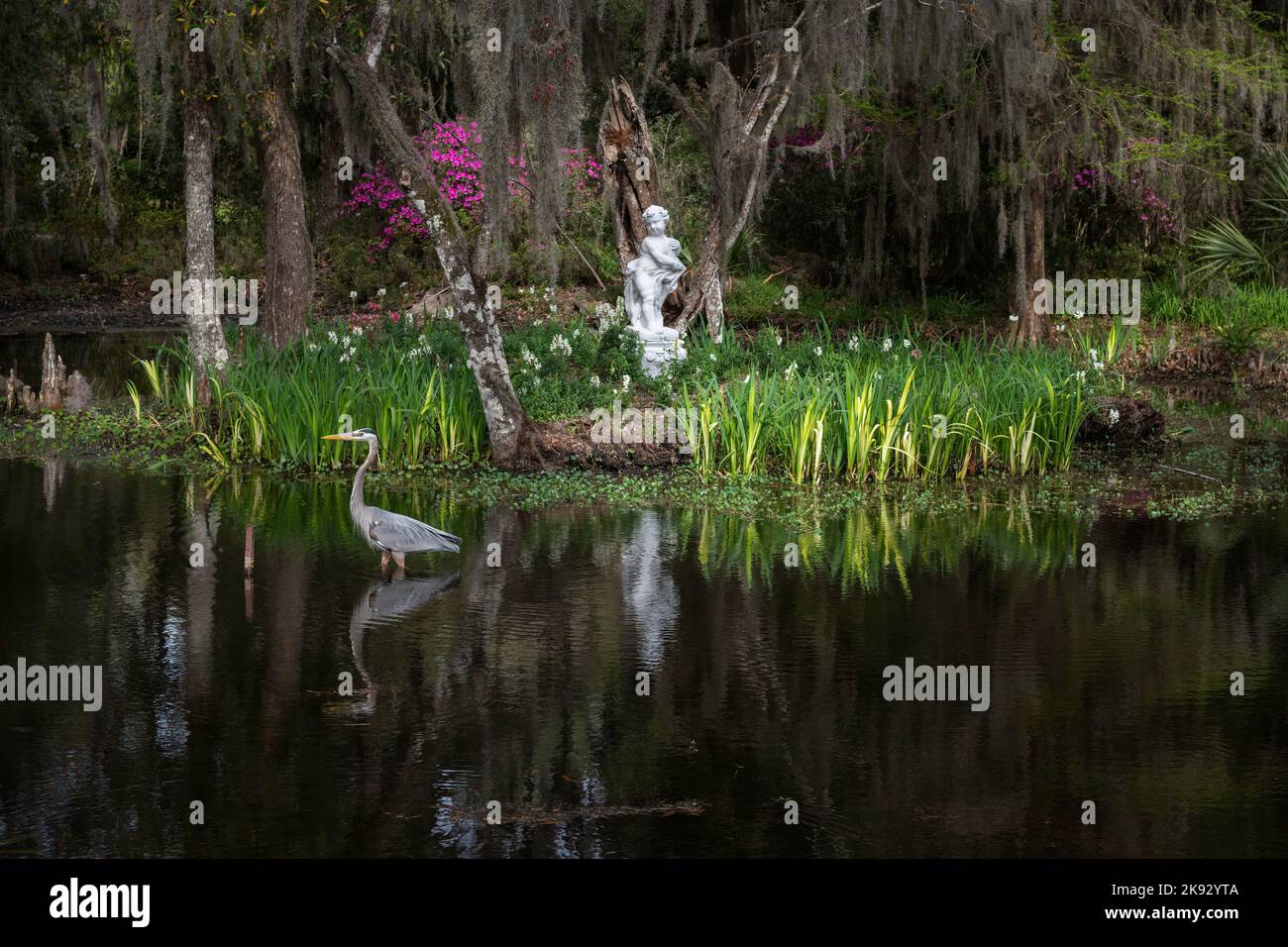 Great blue heron hunting in a garden located in a South Carolina swamp Stock Photo