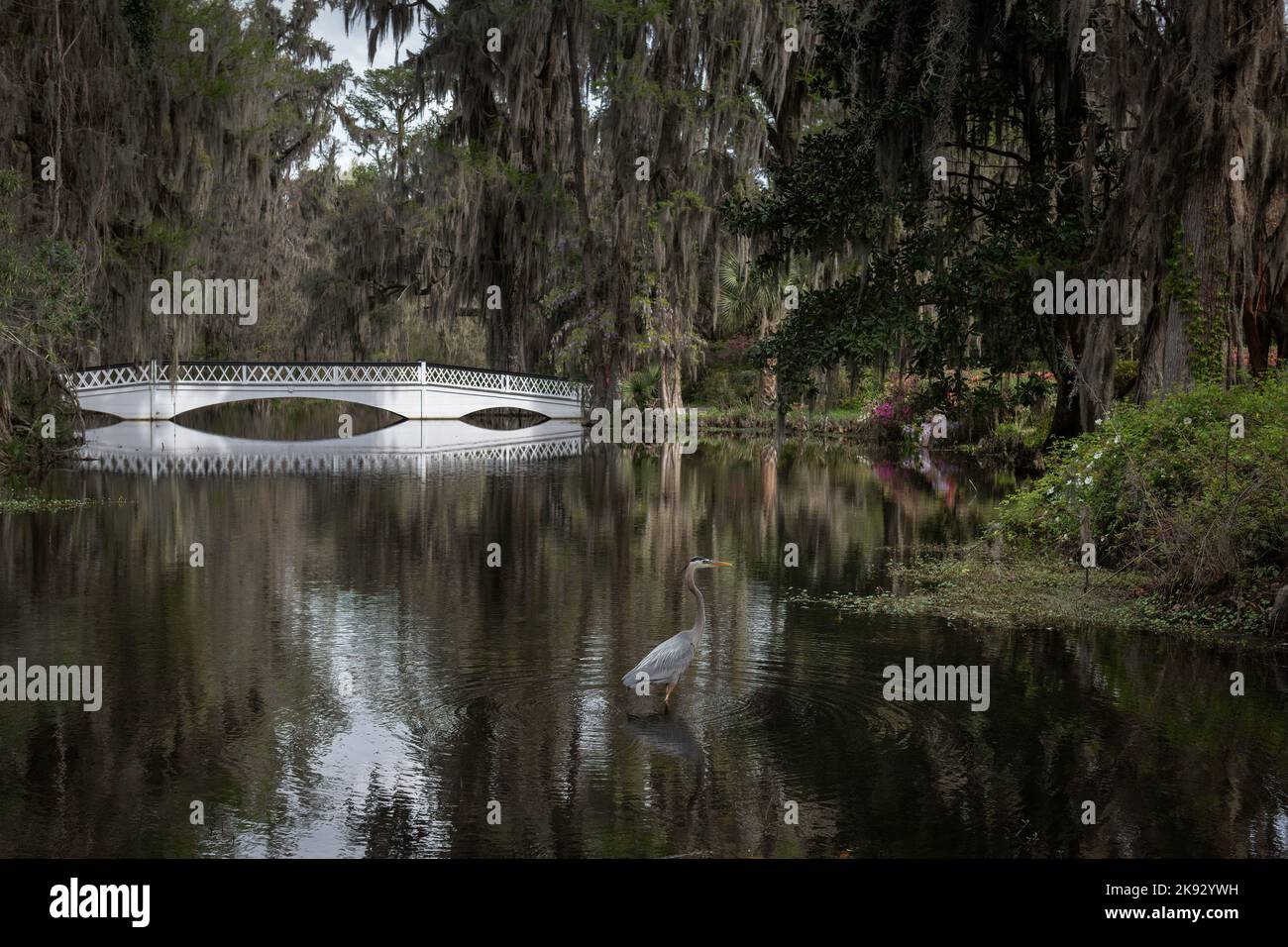 White bridge reflected in the water of a swamp surrounded by trees covered in Spanish Moss with Great Blue Heron in the foreground. Stock Photo