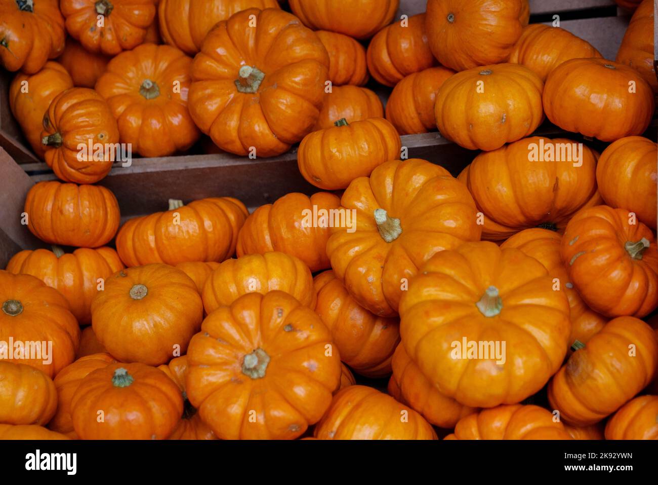 Decorative orange pumpkins on display at the market. Harvesting ...