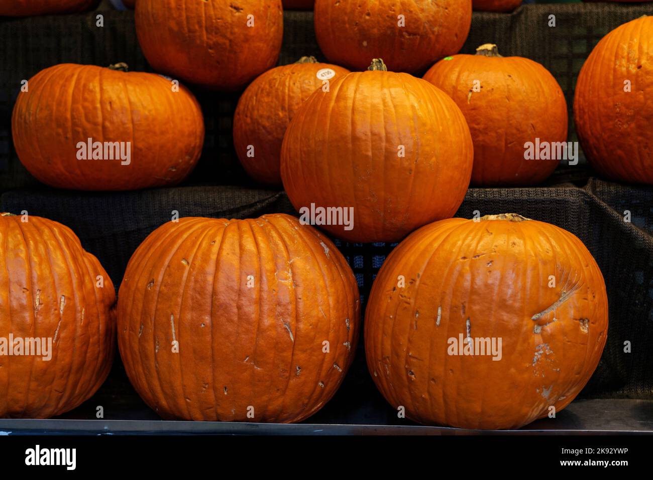 Decorative orange pumpkins on display at the market. Harvesting ...