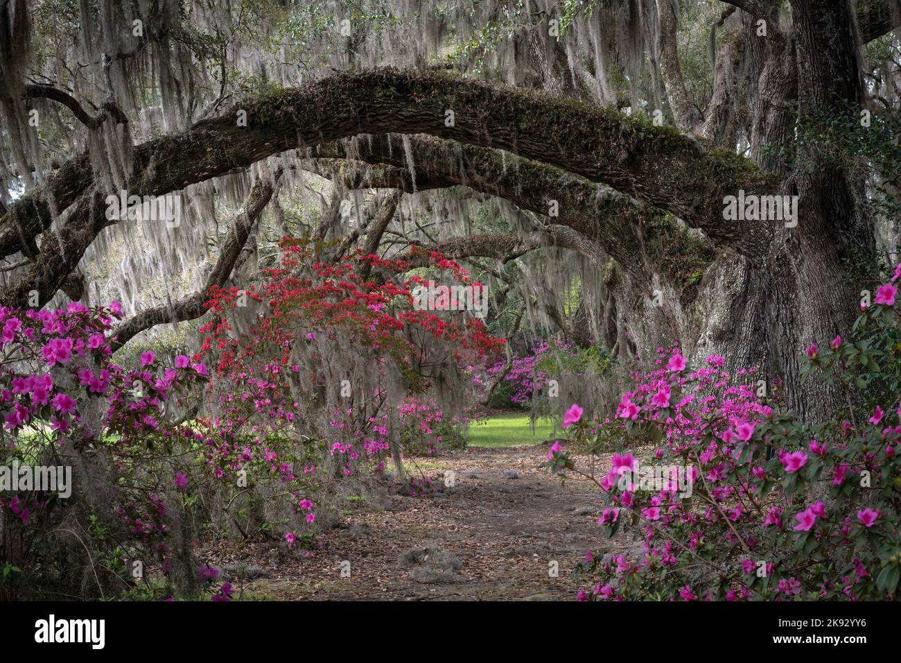 Southern live oak trees with their branches covered in Spanish Moss