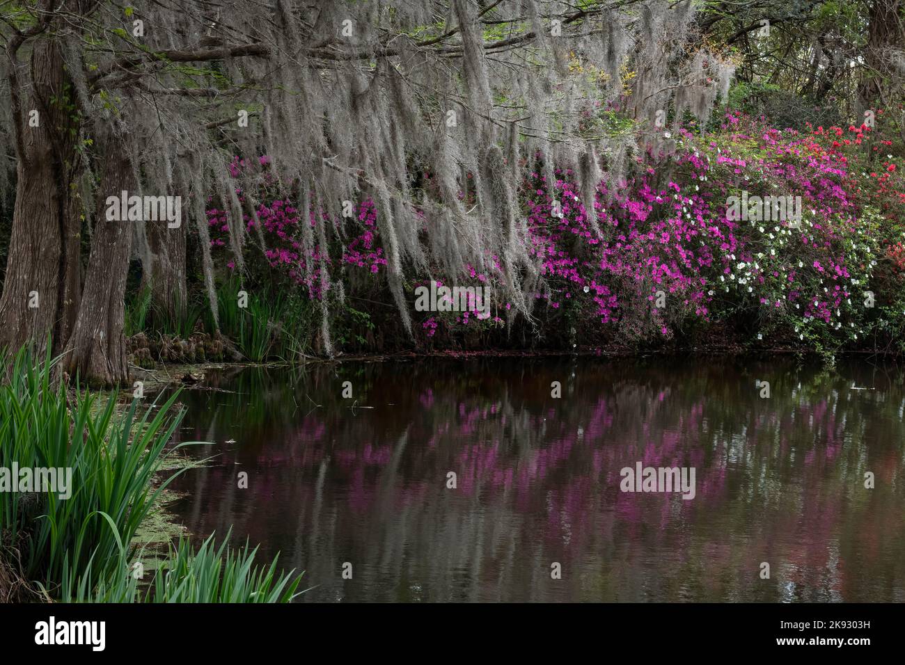 Live oaks dripping in Spanish moss in front of a pond with blooming azaleas reflected in the water Stock Photo