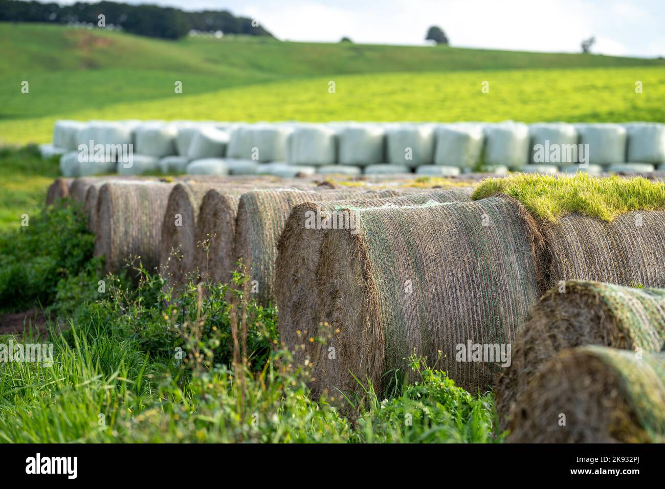 silage and hay fodder in a storage yard on a farm and ranch. animal ...