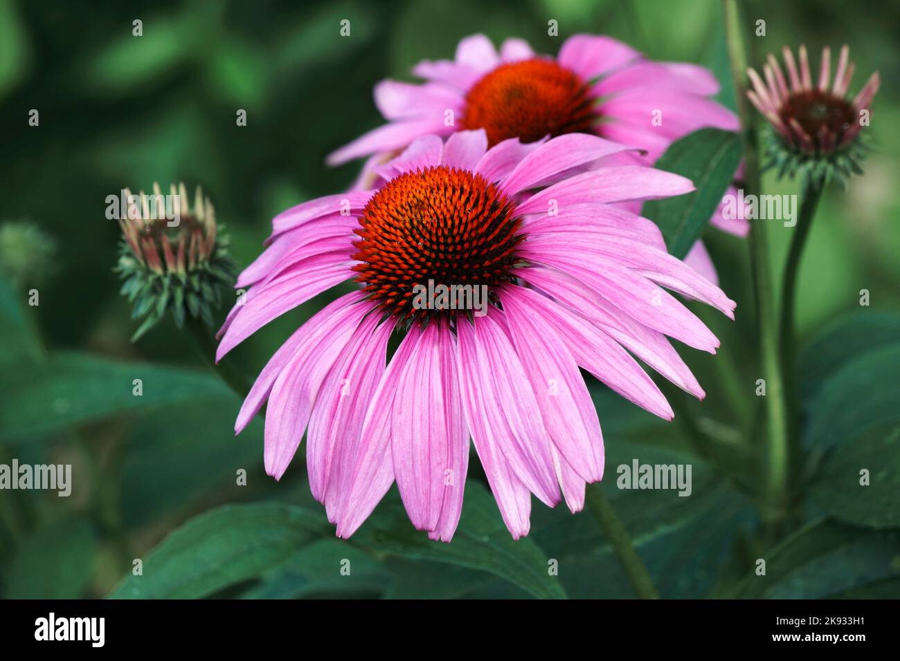 Purple coneflowers (Echinacea purpurea Stock Photo Alamy