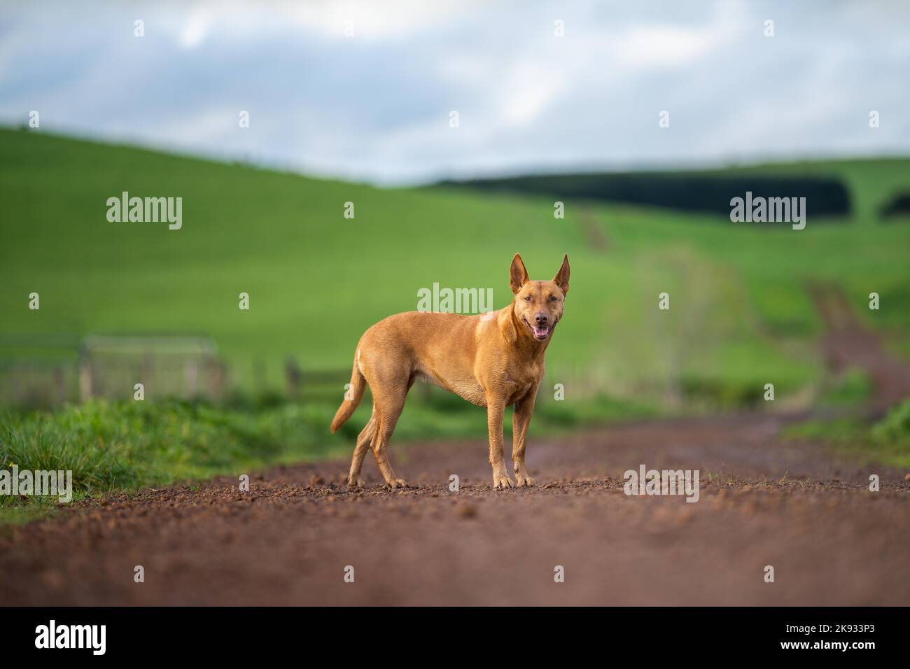 Working dog on a farm. kelpie dog on a ranch Stock Photo Alamy