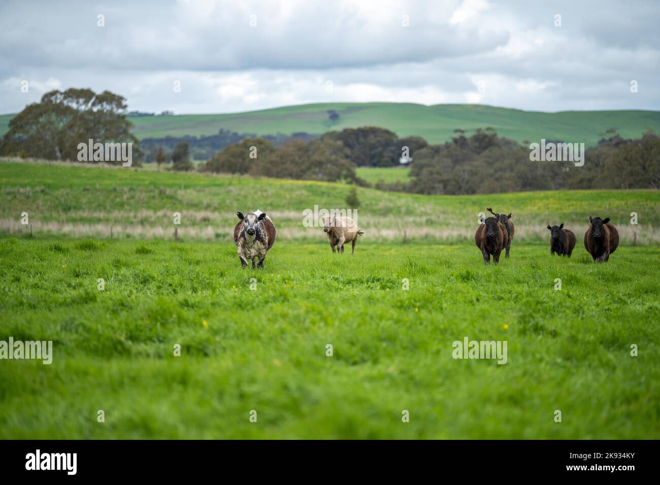 Herefords and Angus cattle grazing on pasture. Cows in a field on top of a hill eating grass
