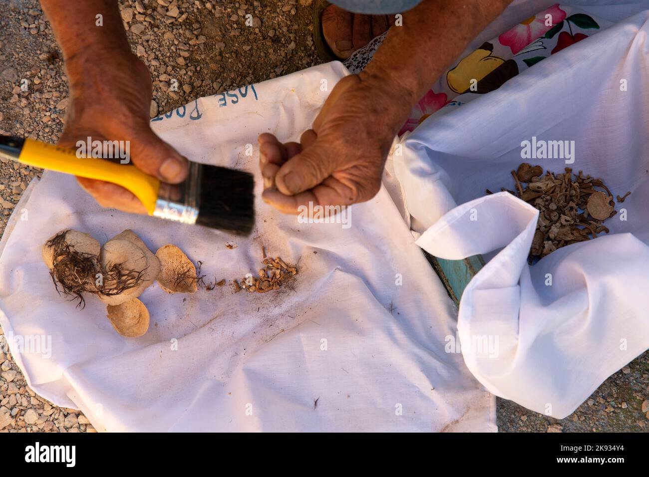 José Alfredo Yam Vargas cleans the bones and skull of his grandson who died 9 years ago at age 8 months, at the cemetery of Pomuch, Campeche state, Mexico on October 22, 2022. Every year in preparation for Hanal Pixán, the Mayan Day of the Dead celebration, members of the Pomuch community in southeastern Mexico extract bones from their niches and carefully clean them – an ancestral tradition seen as a gesture of love and a way to get closer to deceased family members. This ritual, which in Mayan is known as Choo Ba’ak, can be done for the first time when a person has been dead for three years. Stock Photo