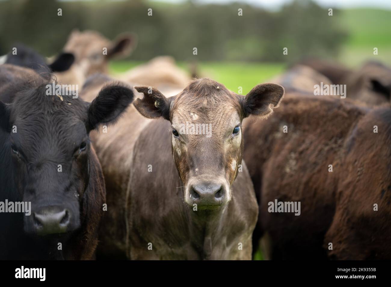 Close up of dairy cows in the field, Angus and Murray Grey beef Cattle