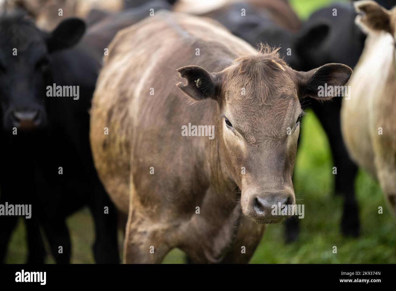 Close up of dairy cows in the field, Angus and Murray Grey beef Cattle