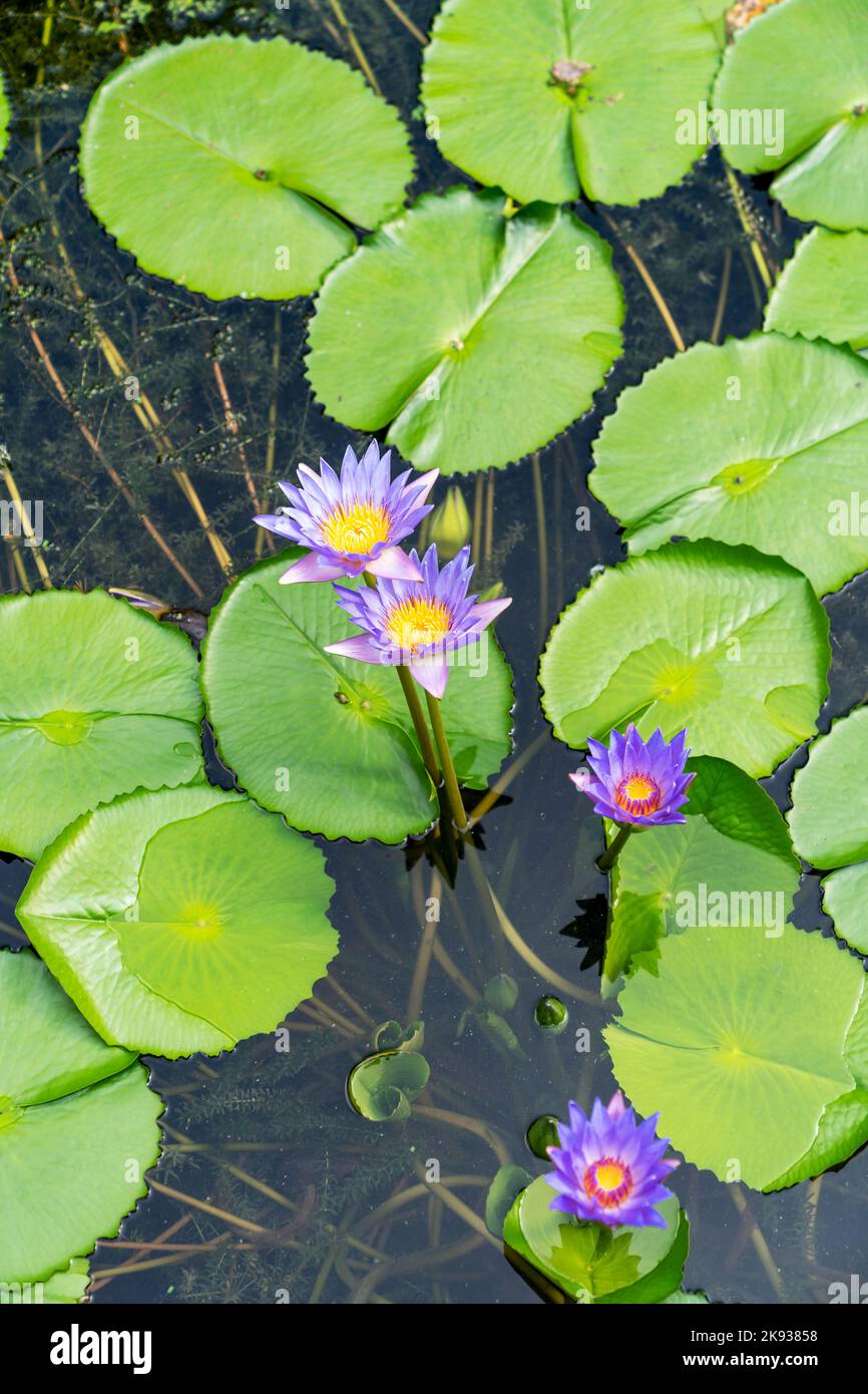 closeup beautiful lotus flower and green leaf in pond, purity nature
