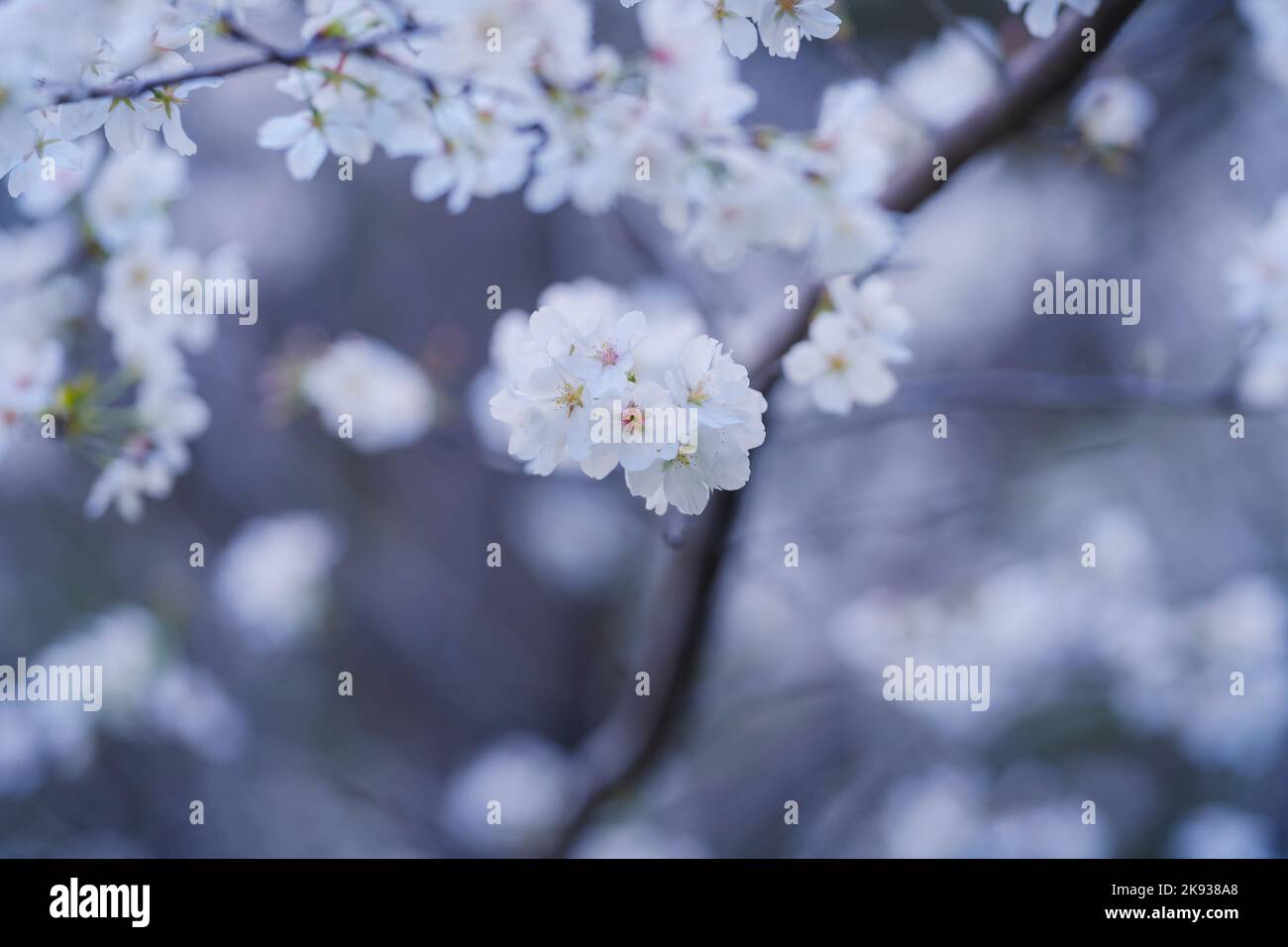 In spring, the cherry blossoms are in full bloom Stock Photo - Alamy