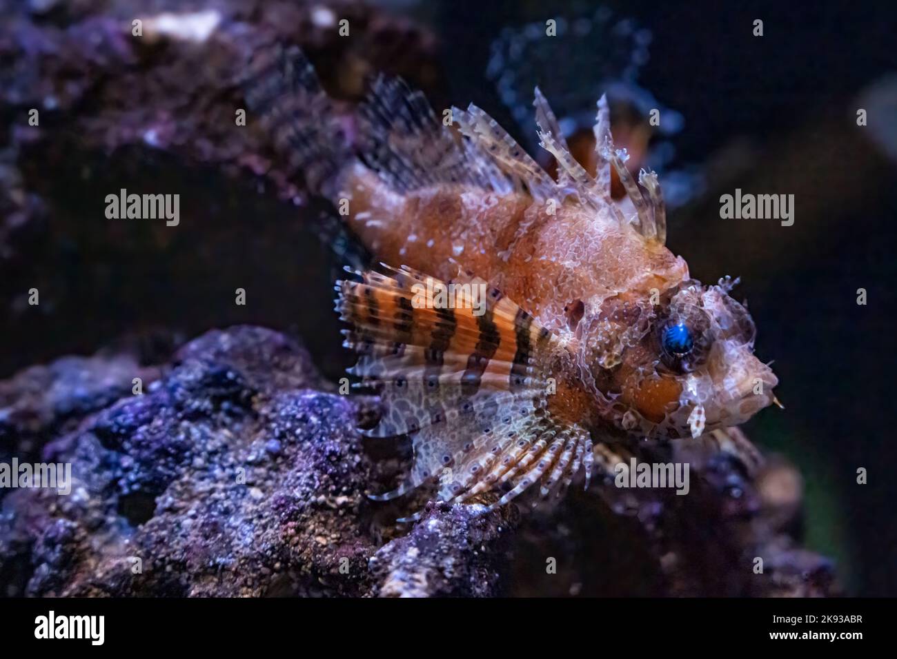 Fuzzy Dwarf Lionfish (Dendrochirus brachypterus) at the Georgia Aquarium in downtown Atlanta, Georgia. (USA) Stock Photo