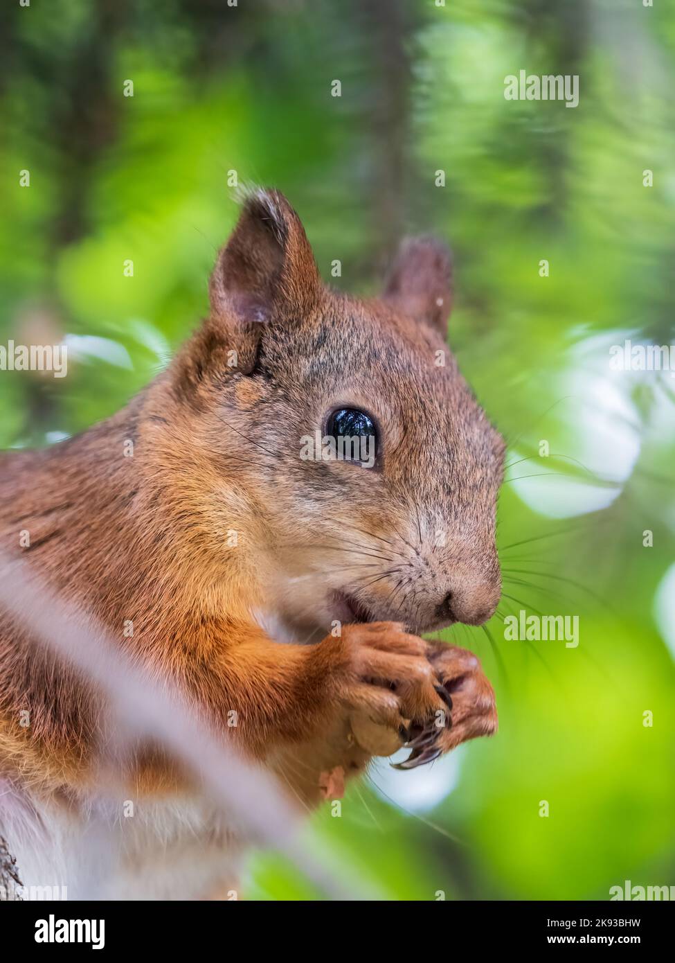 The squirrel with nut sits on a branches in the spring or summer