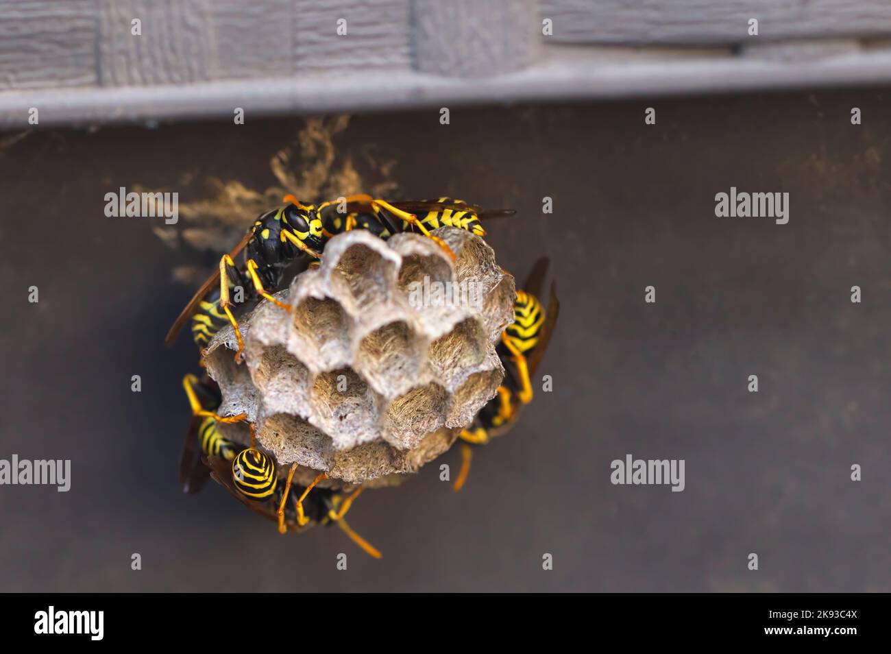 Paper Wasps (Pilistes dominula) tending a nest on the inner lip of a garden planter. Lower Mainland, B. C., Canada. Stock Photo