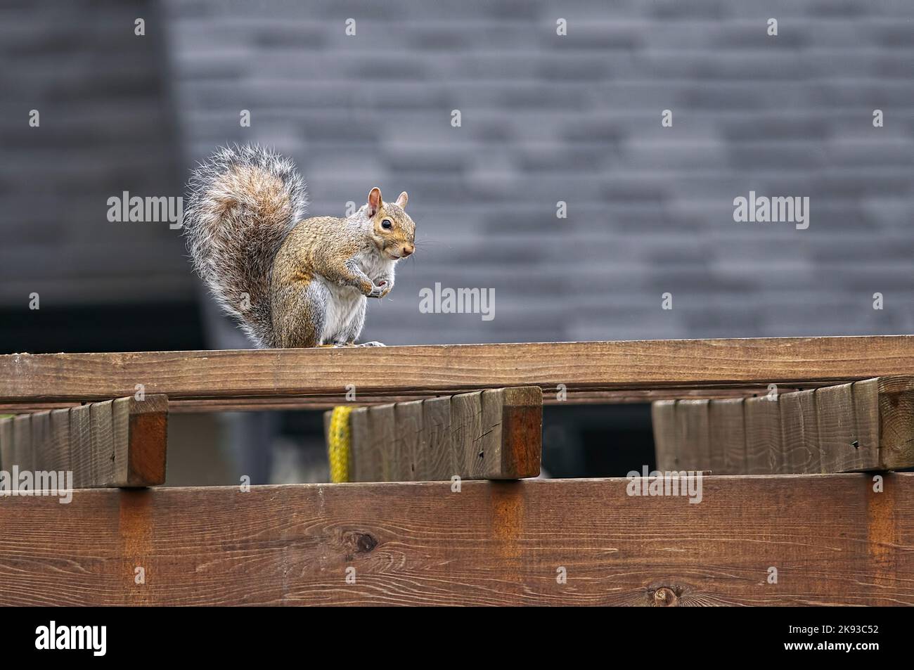 Eastern Grey Squirrel (Sciurus carolinensis) sitting on a wooden arbour in a residential neighbourhood. Lower Mainland, B. C., Canada. Stock Photo