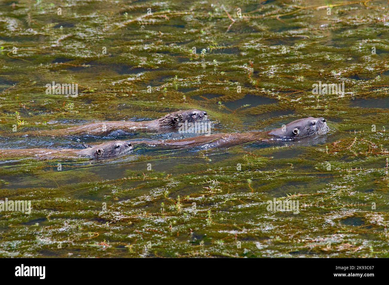 Three North American River Otters (Lontra canadensis) - swimming together surrounded by Eurasian watermilfoil weed (Myriophyllum spicatum). Stock Photo