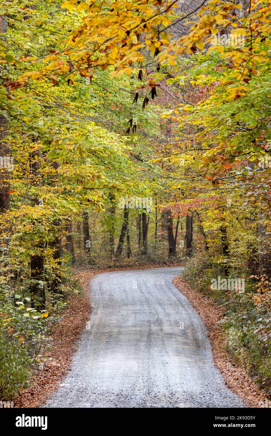 Country Road Through Vibrant Fall Foliage In Pisgah National Forest