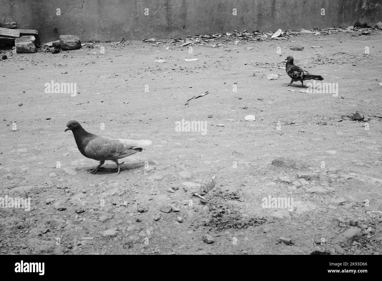 Black and white photo, Monochrome photo of two doves in the middle of the road in the Cikancung area - Indonesia Stock Photo