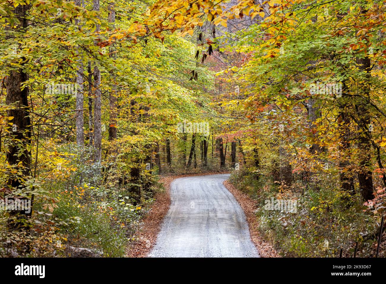 Country road through vibrant fall foliage in Pisgah National Forest