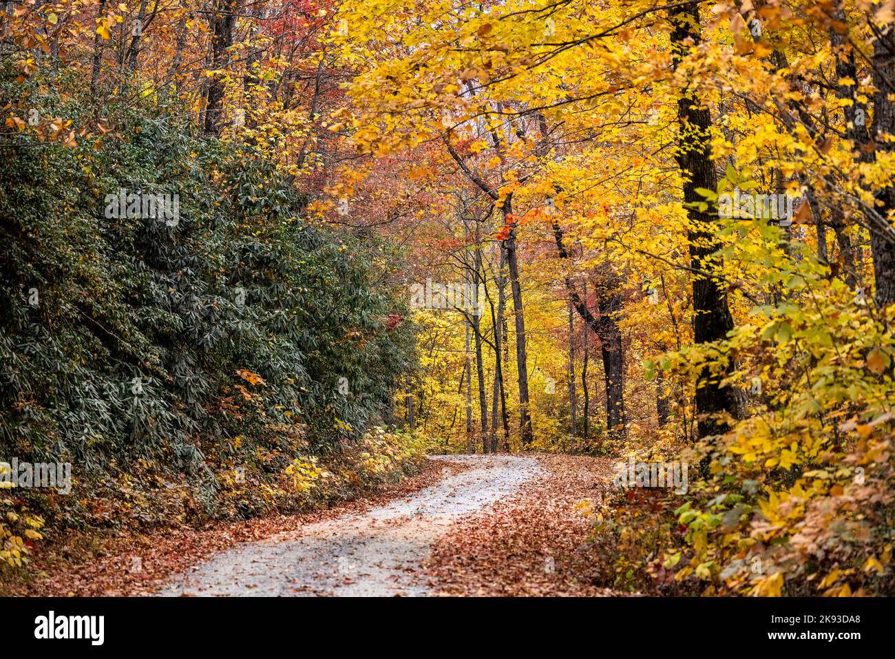 Country road through vibrant fall foliage in Pisgah National Forest 