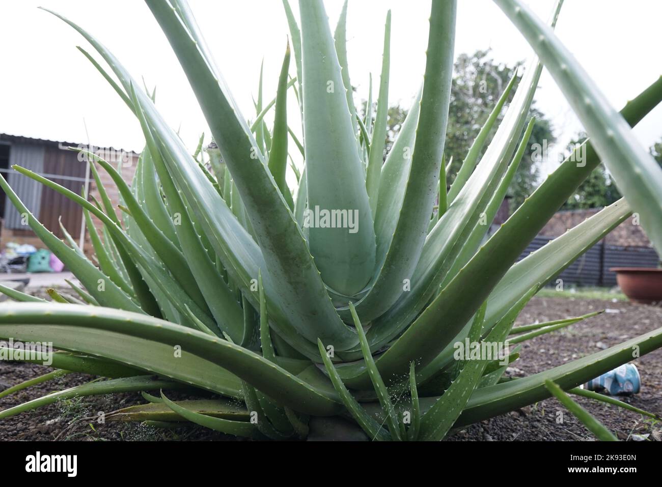 Aloe vera plant in the garden, this is a medicinal plant and is a cool
