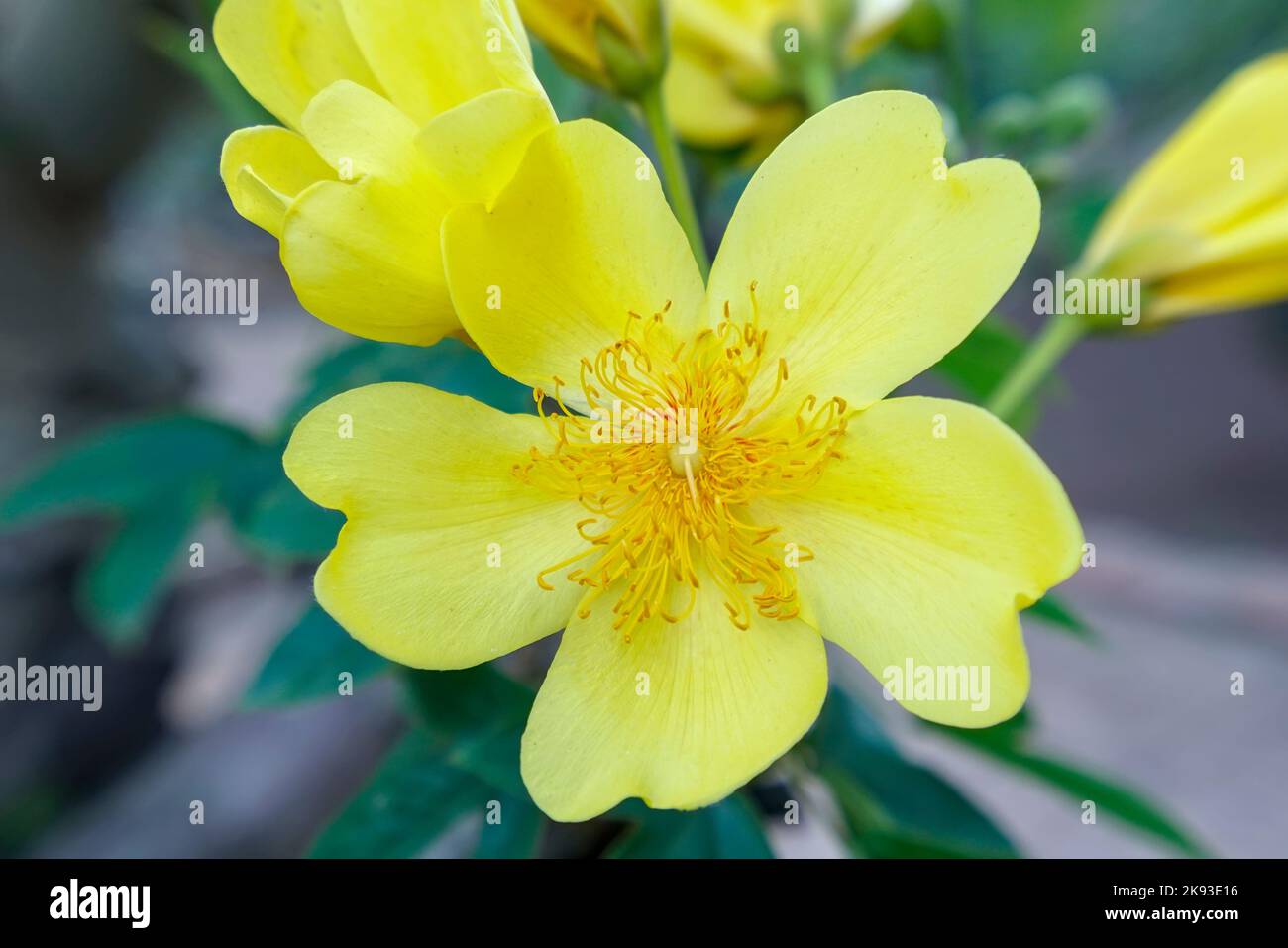 Yellow flower in springtime, buttercup tree blossom bright in golden in spring flower garden Stock Photo