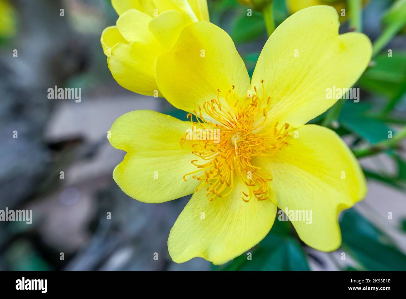 Yellow flower in springtime, buttercup tree blossom bright in golden in spring flower garden Stock Photo