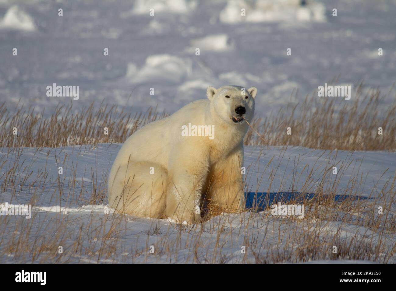 A beautiful polar bear sitting down in snow between arctic grass, near Churchill, Manitoba Canada Stock Photo