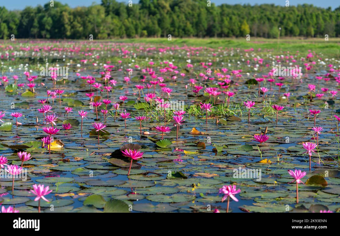 Fields water lilies bloom season in a large flooded lagoon in Tay Ninh
