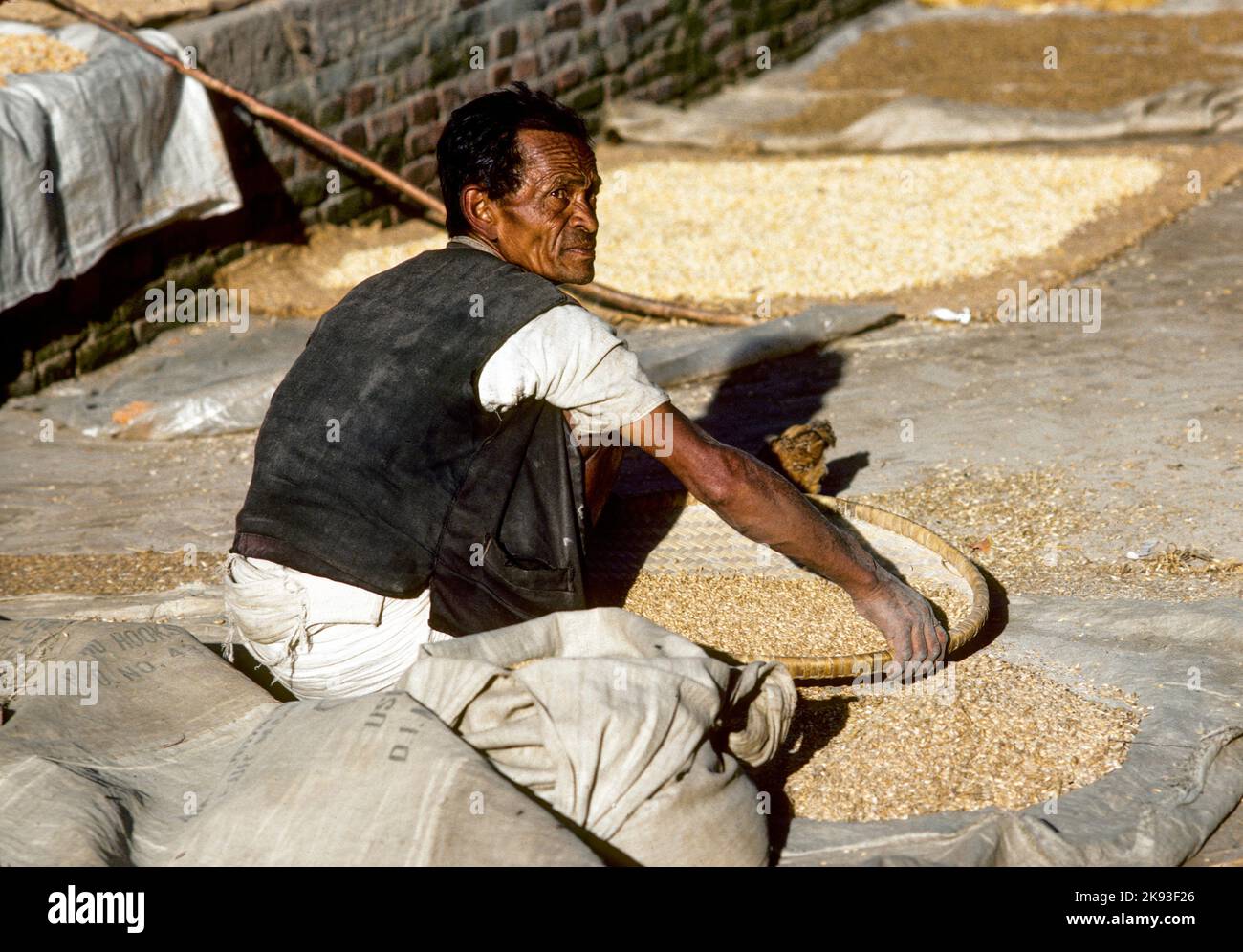 BHAKTAPUR, NEPAL - DEC 27, 1986: man treshing the corn after harvest in Bhaktapur, Nepal. Most farmer do farming fully manual as machines are seldom a Stock Photo