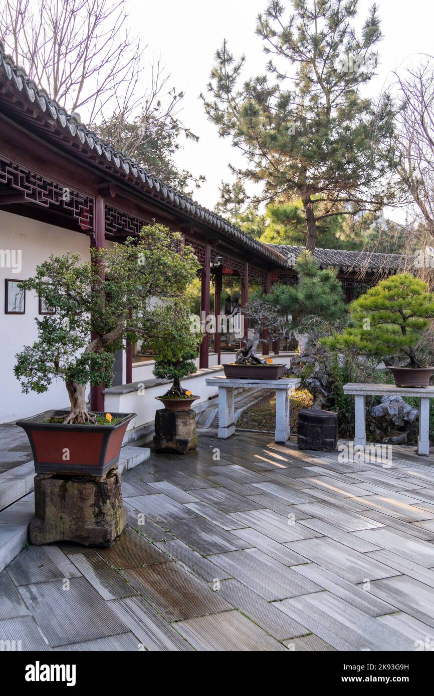 Original traditional Chinese art penjing or penzai. Miniature living