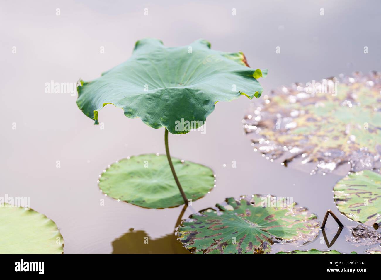 Giant green lotus leaves in the pond help decorate the landscape to ...