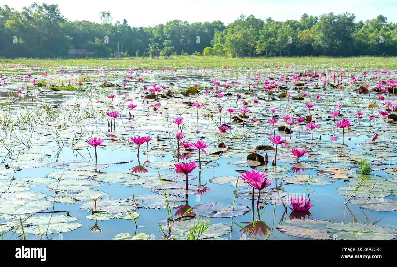 Fields water lilies bloom season in a large flooded lagoon in Tay Ninh