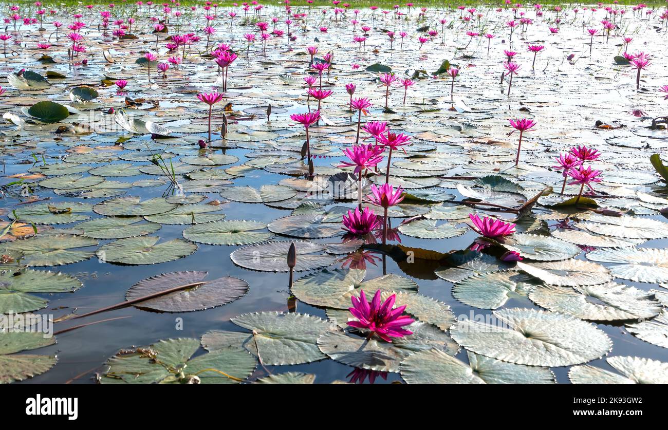 Water lilies bloom season in a large flooded lagoon in Tay Ninh