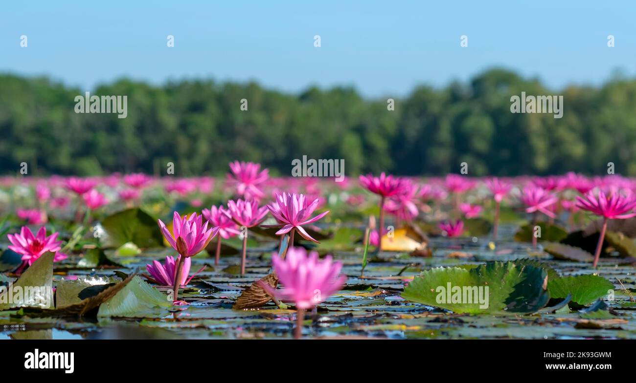 Water lilies bloom season in a large flooded lagoon in Tay Ninh