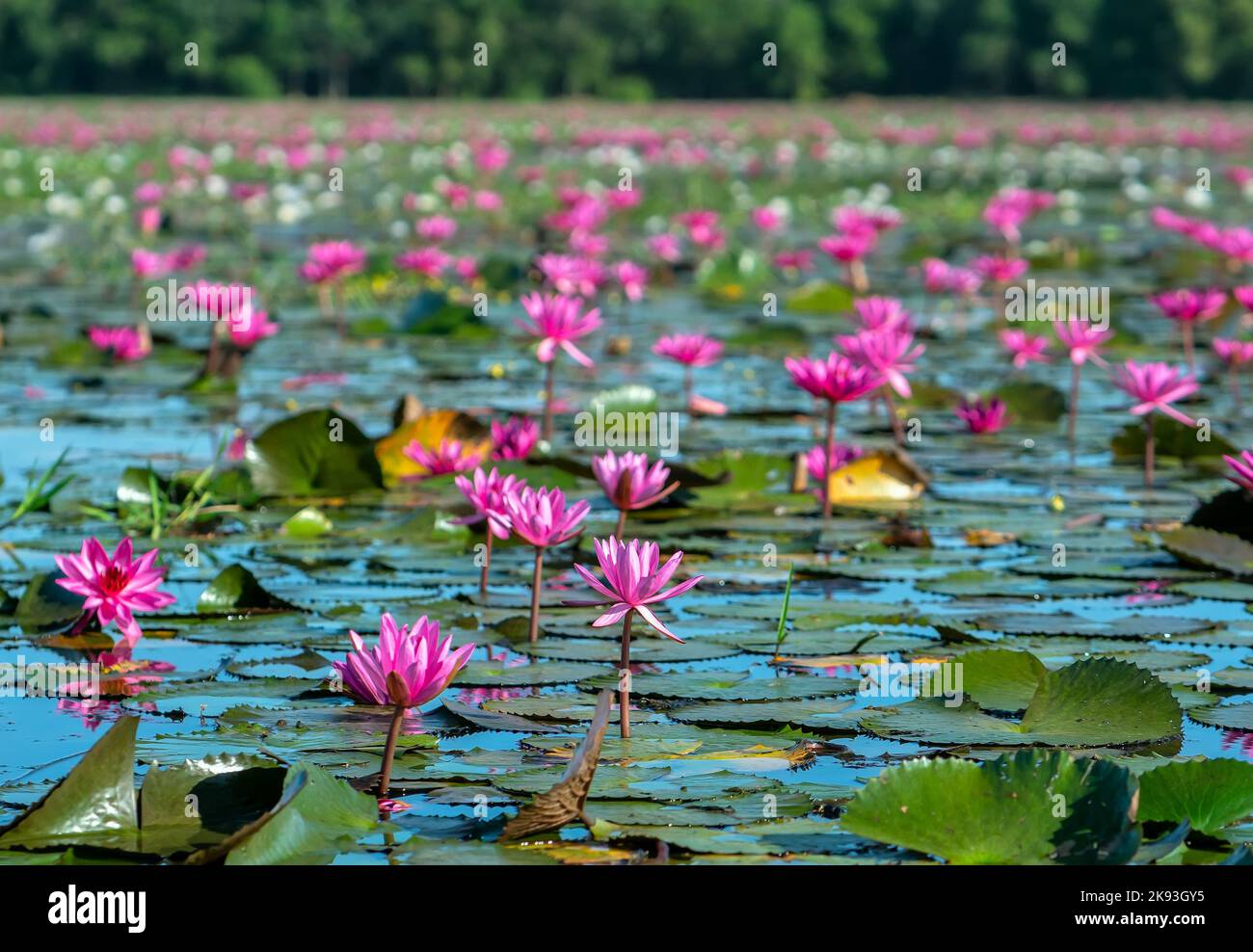 Water lilies bloom season in a large flooded lagoon in Tay Ninh