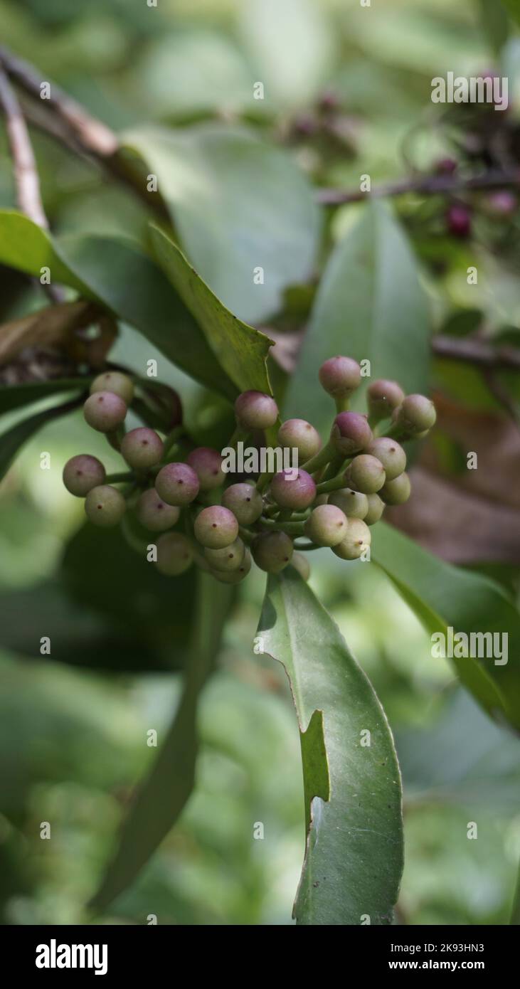 Closeup of fruits from plants of Ardisia elliptica also known as Shoe button ardisia, Shoebutton, China shrub, Lampenne. Rare plant Stock Photo