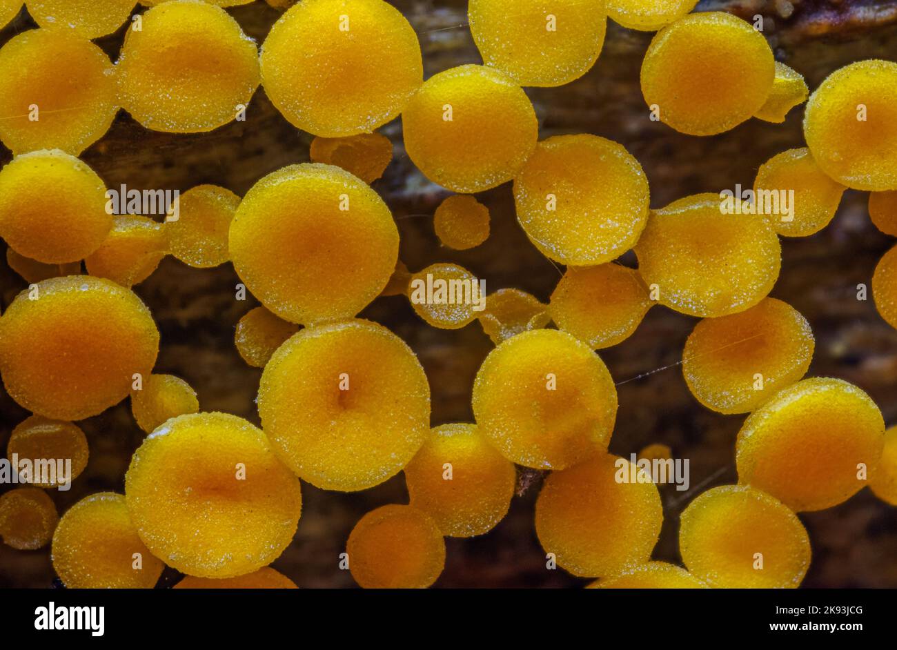 Yellow Fairy Cups - Calycina citrina, yellow mushroom in the forest Stock Photo