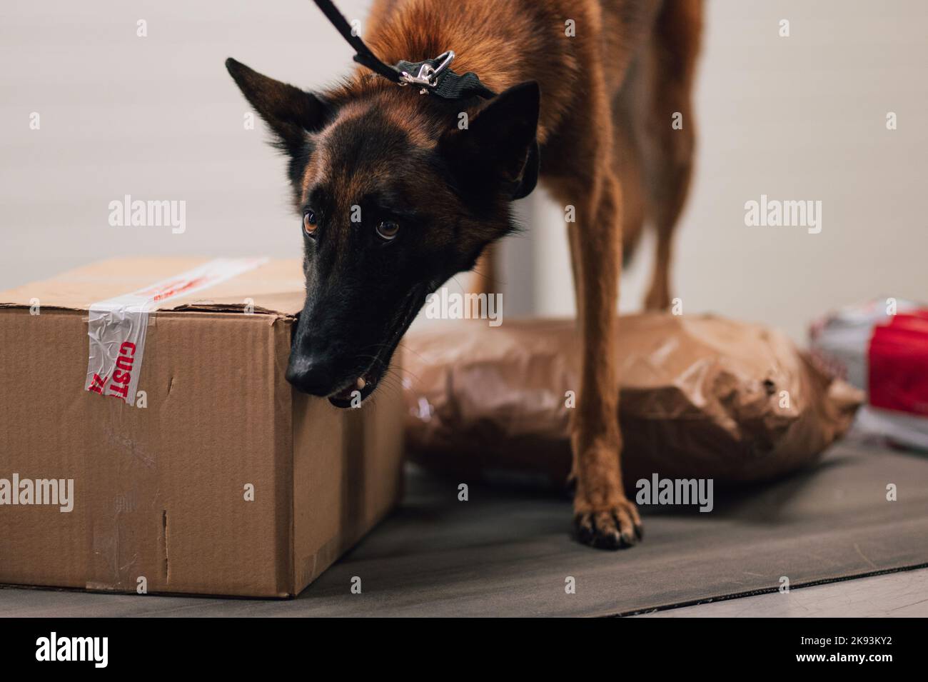 Cologne, Germany. 21st Oct, 2022. A customs sniffer dog sniffs a package in the cargo area of Cologne/Bonn Airport. Customs checks several hundred packages every night in search of drugs. Credit: Marius Becker/dpa/Alamy Live News Stock Photo