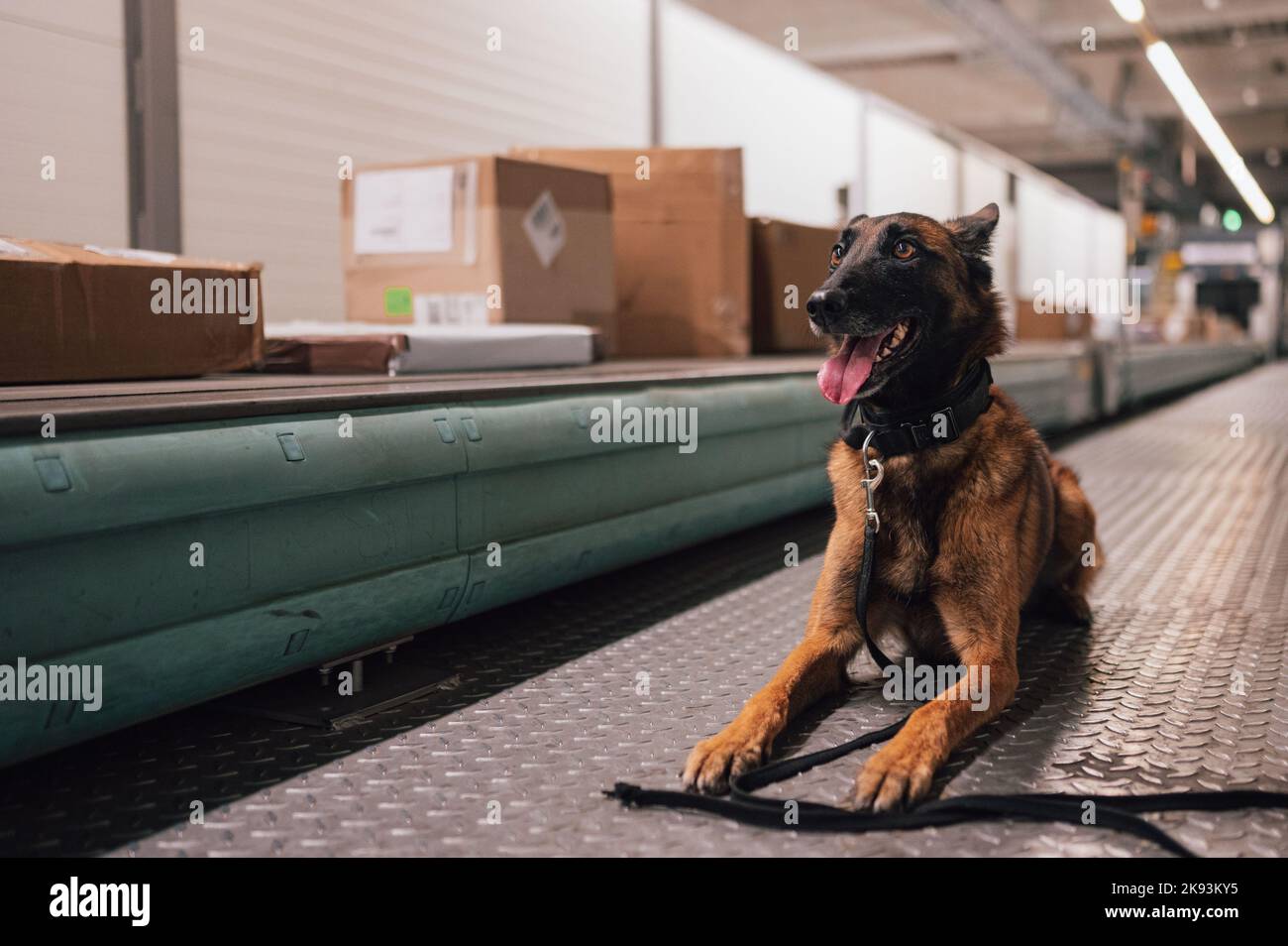 Cologne, Germany. 21st Oct, 2022. A customs sniffer dog lies in the cargo area of Cologne/Bonn Airport next to a conveyor belt with packages that are to be checked. Customs checks several hundred packages every night in search of drugs. Credit: Marius Becker/dpa/Alamy Live News Stock Photo