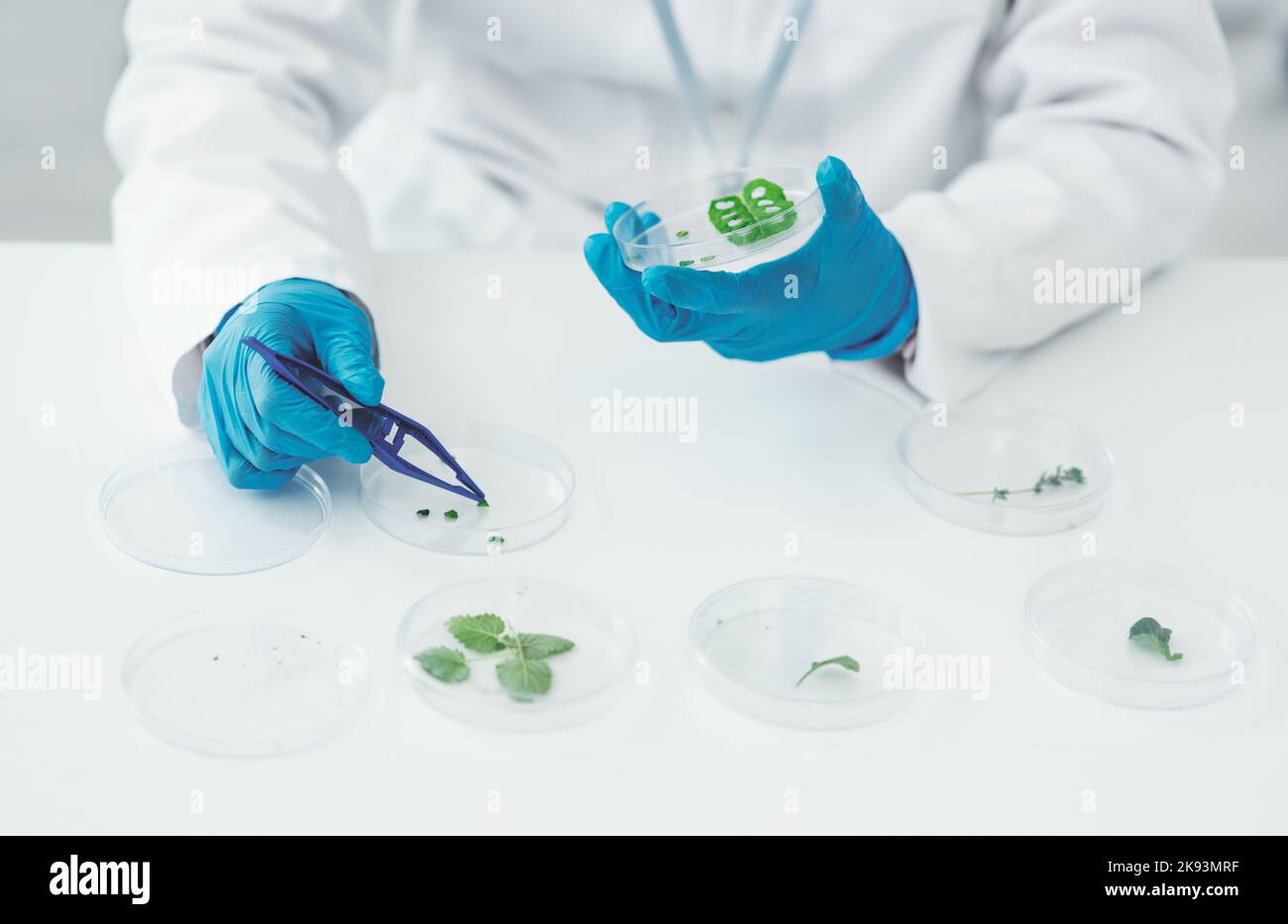 Shes quite phenomenal at being botanist. High angle shot of an ...